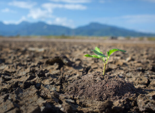 Plant in dried cracked mud,mountain and sky on background